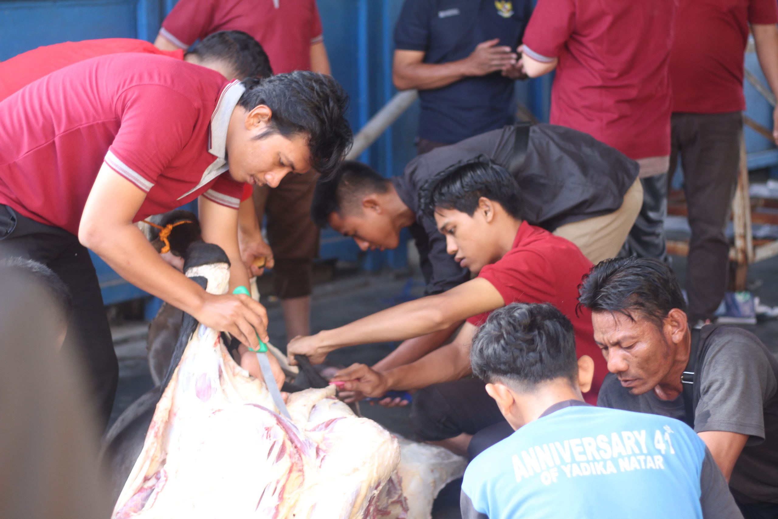 Pemotongan Hewan Kurban SMK Yadika Natar
